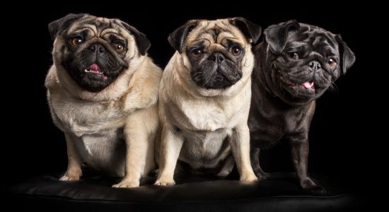 fur sibling trio of pugs two fawn and one black