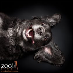 funny face border collie cross lolling on side