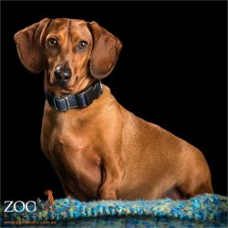 tan dachshund sitting on hand crocheted blanket