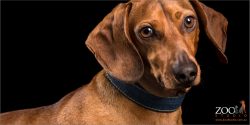 close up profile of male dachshund