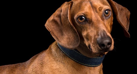 tan dachshund in blue collar 