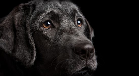 soft and sweet faced black labrador girl