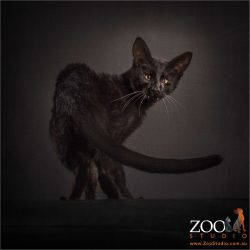 over the shoulder black cat pose