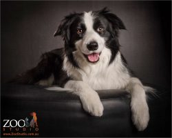 sweet smiling black and white border collie boy