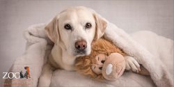 labrador snuggled in blanket with toy lion