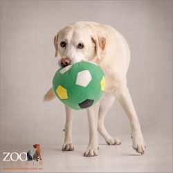 labrador girl with large green soccer ball in mouth