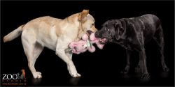 black and golden labs playing tug of war