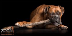 boxer chewing on long stick
