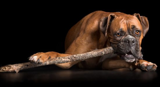 girl boxer dog chewing on big stick