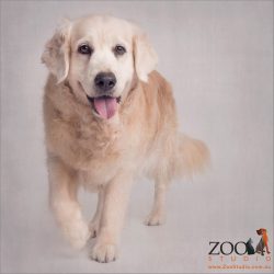 ambling golden retriever girl with happy tongue