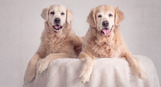pair of smiling elderly golden retriever fur-sisters