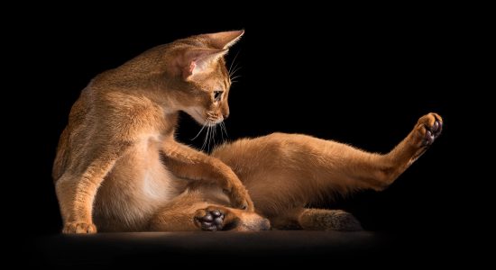 abyssinian kitten doing stretches