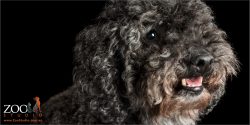 black miniature toy poodle with brown chops