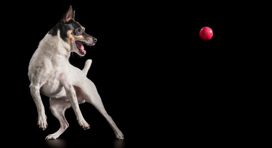 male tenterfield terrier swivelling to catch red ball