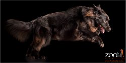 leaping black and tan mixed breed dog