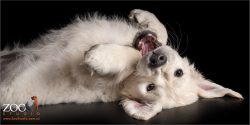 fluffy white golden retriever puppy lying on back