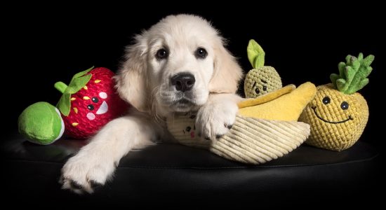 white pup golden retriever surrounded by fruit toys