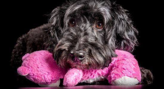 sweet faced black poodle resting head on pink stuffed toy