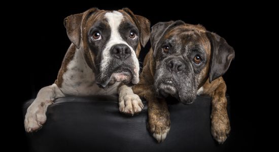 sweet pair of boxer dogs snuggling together