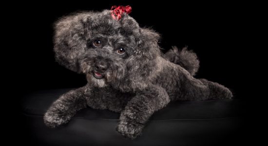 sweet faced fluffy black poodle cross