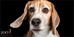 brown eyed beagle close up face