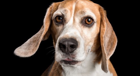 sweet face beagle