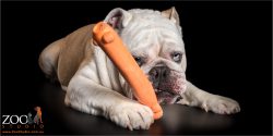 australian bulldog guarding orange squeaky toy