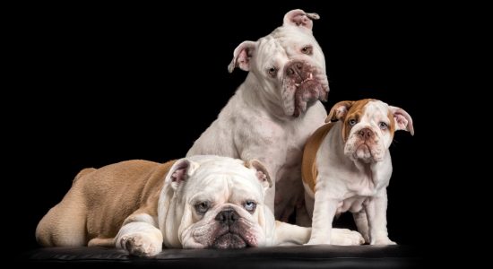 laid back family of australian bulldogs