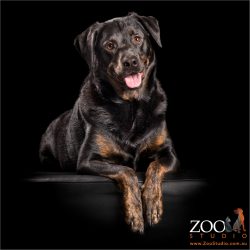 sitting pretty black and tan rottweiler labrador cross
