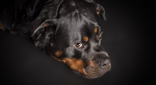 deep in thought black and tan rottweiler