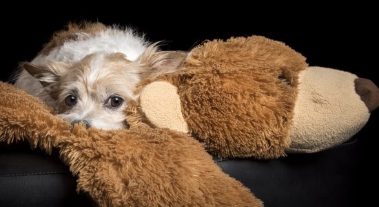terrier chihuahua cross snuggling with toy