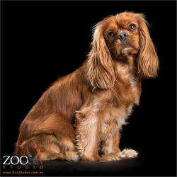 sweet side pose from cavalier king charles spaniel