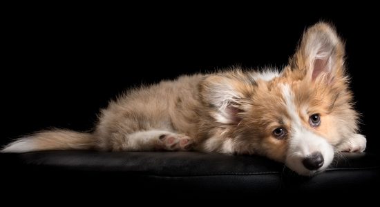lying down sweet faced fluffy corgi puppy