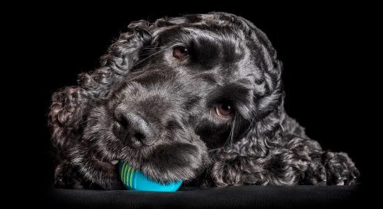 face close up black cocker spaniel chewing on blue ball