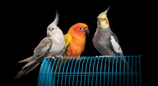 trio of feathered friends sitting on top of cage two cockatiels and sun conure