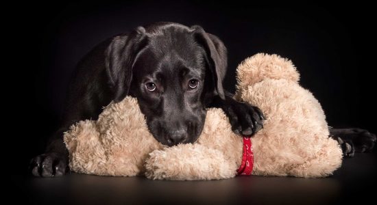 puppy black lab chewing on soft toy