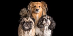 different breeds fur siblings shetland sheepdog cavvie and pug