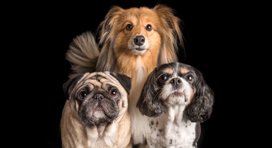 different breeds fur siblings shetland sheepdog cavvie and pug
