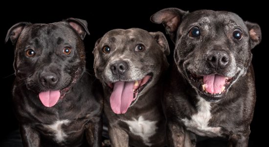 pink tongues out on trio of fur-siblings staffies