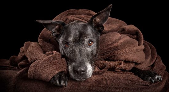 black staffy cross wrapped up in brown snuggle rug
