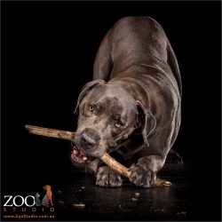 bullmastiff cross chewing on big stick