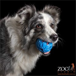blue merle border collie with blue ball in mouth