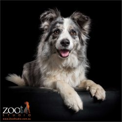 stately pose from blue merle border collie girl
