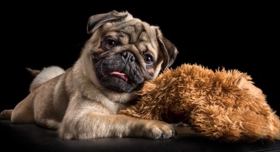 young fawn pug reclining with brown cuddle toy