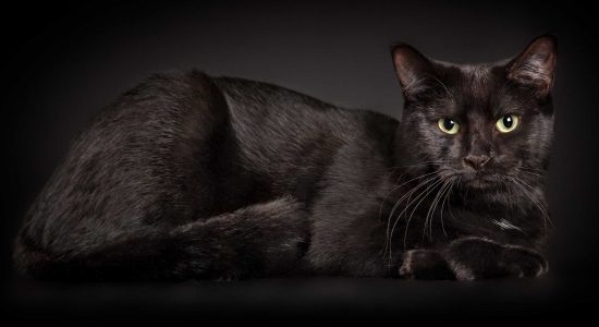 sleek and shiny black coated green eyed domestic cat