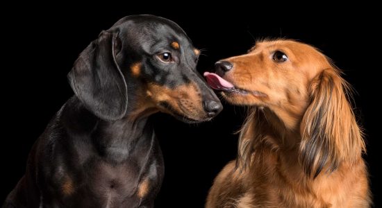 big kiss from red dachshund to fur-sister black dashie