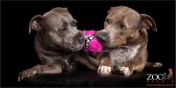 pair of staffies having tug of war over pink soft toy