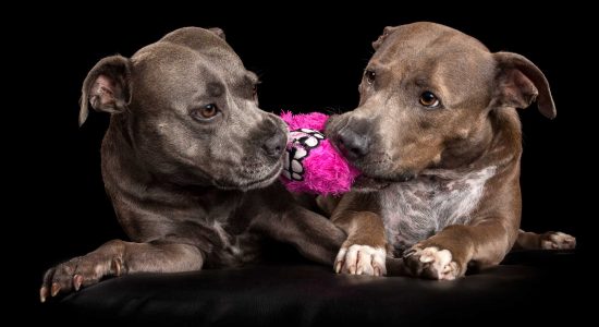 blue staffie vs blue fawn staffie over bright pink toy