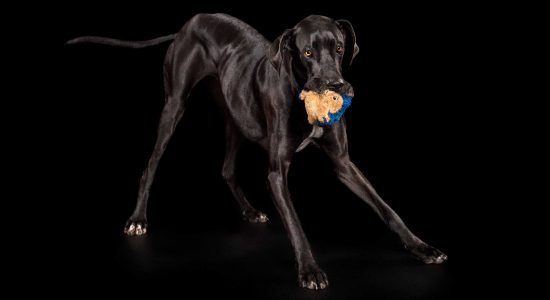 shiny black great dane girl bowing with soft toy in mouth