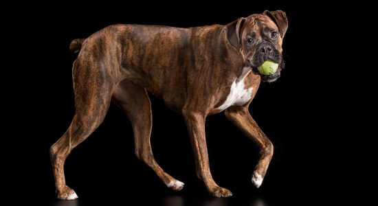 walking brindle boxer girl with green ball in mouth